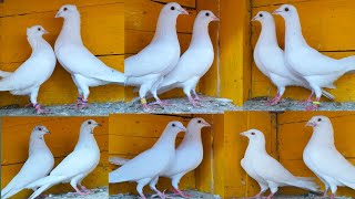 12  pair madrasi pigeon sale 9330080112