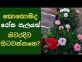 නිවරදිව රෝස පැලයක් හිටවන්නෙ කොහොමද?How To Grow Roses In Containers