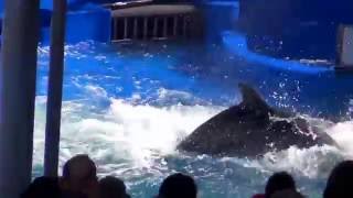 イルカショー うみたまご Umitamago 大分マリーンパレス水族館