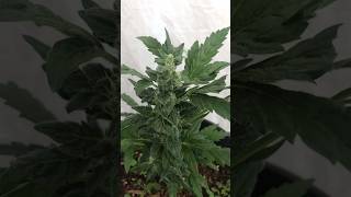 Papaya Bomb (clone)