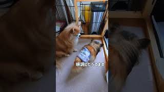 【多頭飼いルーティン】食べないチワワと食べ過ぎなチワワの朝ルーティン#shorts #チワワ多頭飼い#モーニングルーティン#多頭飼いあるある