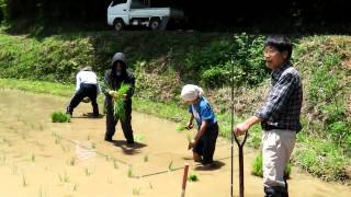 田んぼビオトープでは太陽に向かって稲を植えよう　科学映像館