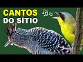 CANTOS DE AVES do SÍTIO | OBSERVAÇÃO DE AVES | pia-cobra, pitiguari, tietinga, tico-tico, juruva