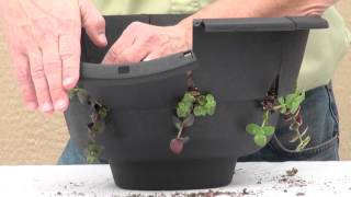 How to plant a Floral Dimensions Patio Hanging Basket