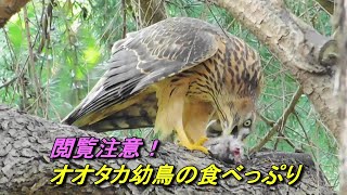 【閲覧注意】オオタカ幼鳥の食べっぷり　Young Goshawk’s Hearty Eating 2022年7月18日撮影