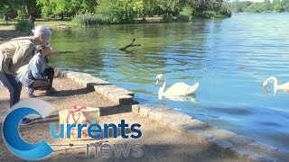 Prospect Park ‘Swan Squad’ Rescues Birds and Protects Brooklyn’s Wildlife