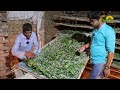 highly profitable sericulture business within 20 days more income from sericulture