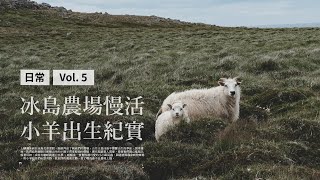 ｛ 曬我的冰島生活 Vlog #5 ｝農場慢活之小羊出生紀實  |  Lambing Season in Iceland