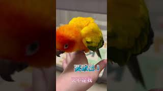 金太陽鸚鵡屁啾，狂盧媽媽找爸爸抱#鸚鵡 #鳥 #金太陽#塞內加爾 #好笑 #可愛 #parrot #pet #cute #birds  #mama  #sunconures #senegal