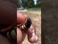 a ticked off male eastern cicada killer wasp 😳 insects bug wasp spider tarantula arthropods fyp