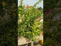 small terrace garden 🏡# teju daily telugu vlogs # YouTube shorts