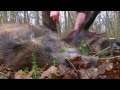 drueckjagd driven wild boar and deer hunting in germany