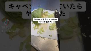 キャベツに潜む虫…久々に見た #shorts #虫 #野菜 #おすすめ