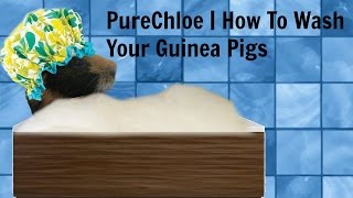 PureChloe | How To Wash Your Guinea Pigs