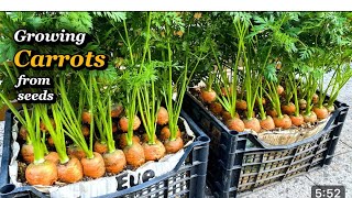 HOW TO GROW CARROTS FROM SEEDS | #gardening #carrot