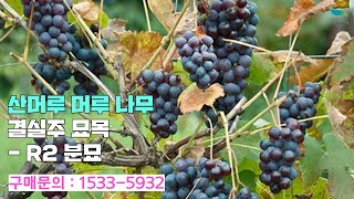 [신바람 플랜트 협력농가 판매상품  (나무장터.com)]산머루 머루 나무 결실주 묘목 - R2 분묘