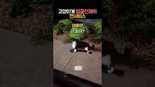 고양이계 얼굴천재의 팬서비스 #동물 #고양이