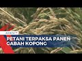 Kemarau Ekstrem, Berdampak pada Hasil Panen Padi Petani di Palembang