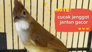 cucak jenggot jantan naik birahi