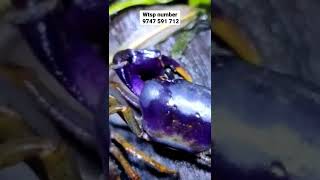 അലങ്കാര ഞണ്ടുകൾ വന്നു| PURPLE CRAB AVAILABLE | EXOTIC CRAB | CRAB FARM | CRAB TANK |