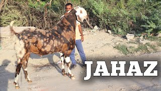 JAHAZ Full Big frame Gujri Goat At Amjad Goat's Jaipur