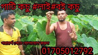 গাটি কচু মুচি কচু লাইকুসুম #কাঠ কচু ও মাথা কচু #সবচাইতে ভালো মানের লতি কচু কৃষি খামার