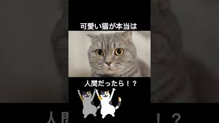 飼い猫が人間になったら？可愛い女の子だった！？ #猫 #ねこ #cat #美女 #ピタ止め #ピタ止めチャレンジ