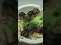 unexpected just 8 days old babies hamster can eat some food now they can eat some kind of food