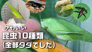 10 Cute Insects Healing Movie