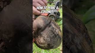 Planting a coconut! 🤠🌴🥥