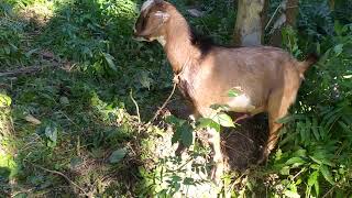 A full agressive sirohi F1 breedar,part-2///🐐🐐