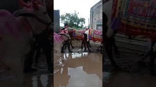 Latur Jilla Gangapur pola 2020