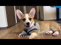 【ぽんとでん】コーギー兄弟の犬生初のハーネスだ！！