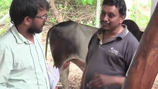 Natural Edible oil Bull Driven Ghana unit Video.