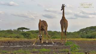 How Do Giraffes Drink? | Great Plains Conservation