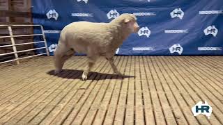 Lot 253 - Haddon Rig On-Property Ram Sale