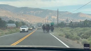 Herd Of Horses Escapes Nevada’s Davis Fire