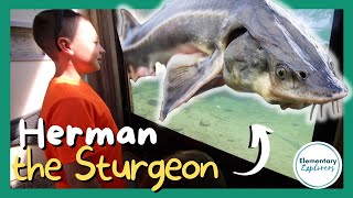 Herman the Sturgeon and the Salmon Fish Ladders - Cascade Locks, Oregon