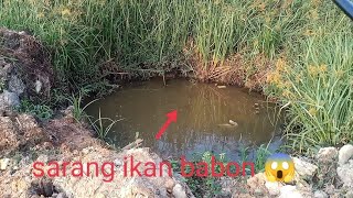 berburu ikan babon di lubang ini