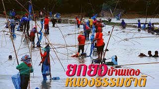 ยกยอหนองปลาธรรมชาติบ้านแดงพิบูลย์รักษ์ ทั้งลง ทั้งฝน ทั้งหนาวครับหนองนี้