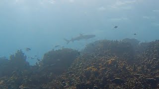 180th dive! ♥️