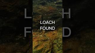 🐟 Incredible Discovery: Loach Found Under Waterfall!