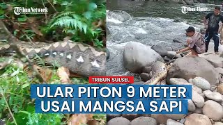 VIDEO Viral, Detik-detik Warga Luwu Utara, Sulsel Temukan Ular Piton 9 Meter Usai Mangsa Sapi