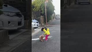 2歳8ヶ月わんこのお散歩デビュー