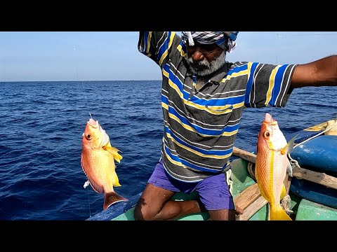 Catching Yellowtail Snapper, Rosy Snapper & Emperor Fish In The Deep ...