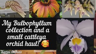 My bulbophyllum collection + Cattleya orchid haul