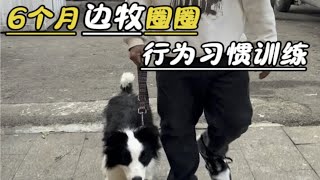 6个月小边牧，经过训练后的变化是怎么样的边牧 苏州训犬 训犬狗狗上学