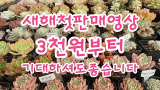 신세대다육 010 4105 9117 💕 새해 첫번째 판매영상 입니다