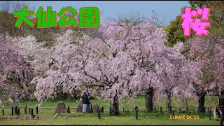 大仙公園の桜（２０２２年４月４日）LUMIX DC S5