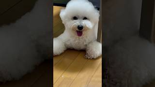 笑顔の裏ビションフリーゼ♯おもち♯アフロ犬♯可愛い♯犬♯小型犬♯もふもふ♯shorts♯ショート